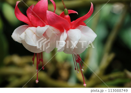 華やかなトロピカルカラーのフクシアの花ー五 113088749