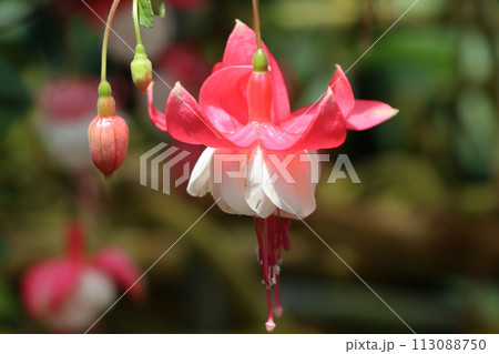 華やかなトロピカルカラーのフクシアの花ー四 113088750