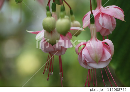 華やかなトロピカルカラーのフクシアの花ー弐 113088753