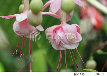 華やかなトロピカルカラーのフクシアの花ー壱 華やかなトロピカルカラーのフクシアの花ー壱 113088754