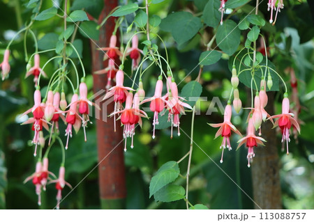 優雅な花姿から貴婦人のイアリングと呼ばれるー七 113088757