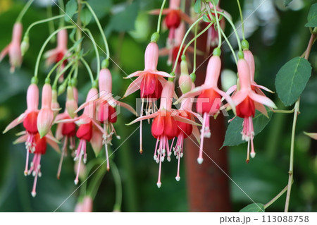 優雅な花姿から貴婦人のイアリングと呼ばれるー五 113088758