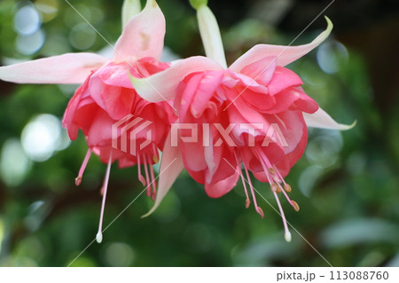 華やかなトロピカルカラーのフクシアの花 113088760