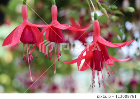 優雅な花姿から貴婦人のイアリングと呼ばれるー四 優雅な花姿から貴婦人のイアリングと呼ばれるー四 113088761