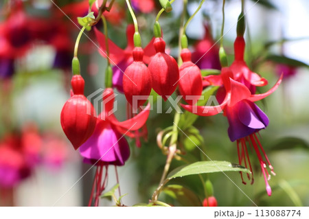 エレガントな雰囲気を持つフクシアの花ー四 エレガントな雰囲気を持つフクシアの花ー四 113088774