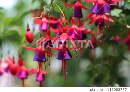 エレガントな雰囲気を持つフクシアの花ー壱 エレガントな雰囲気を持つフクシアの花ー壱 113088777