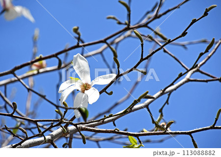 コブシ(辛夷)の白い花 コブシ(辛夷)の白い花 113088882