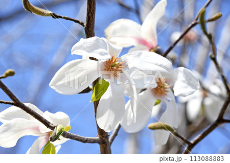 コブシ（辛夷）の白い花 113088883