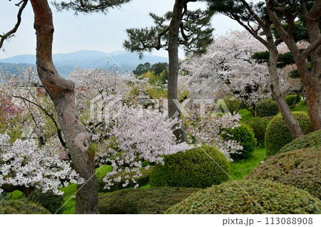 石川県 兼六園 桜 石川県 兼六園 桜 113088908