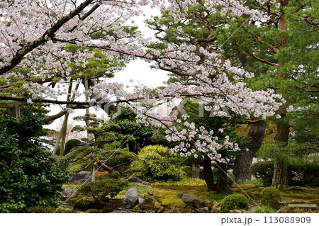 石川県　兼六園　桜 113088909