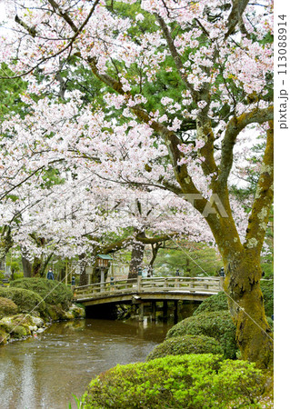 石川県 兼六園 桜 石川県 兼六園 桜 113088914