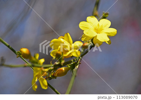 オウバイモドキ（黄梅擬） 113089070