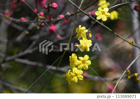 オウバイモドキ（黄梅擬） 113089071