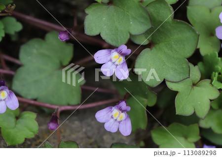 春の庭に咲く薄紫色のツタバウンランの花 春の庭に咲く薄紫色のツタバウンランの花 113089298