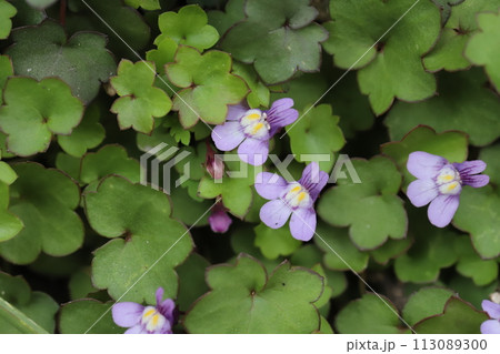 春の庭に咲く薄紫色のツタバウンランの花 113089300