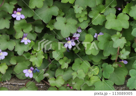 春の庭に咲く薄紫色のツタバウンランの花 春の庭に咲く薄紫色のツタバウンランの花 113089305