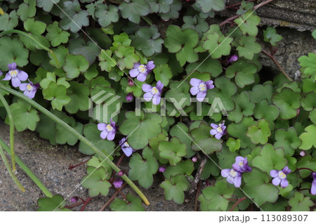春の庭に咲く薄紫色のツタバウンランの花 春の庭に咲く薄紫色のツタバウンランの花 113089307
