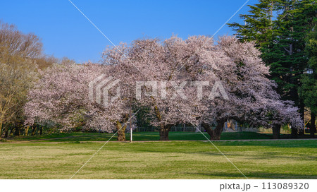 朝の青空に映える砧公園の桜（東京都世田谷区） 113089320