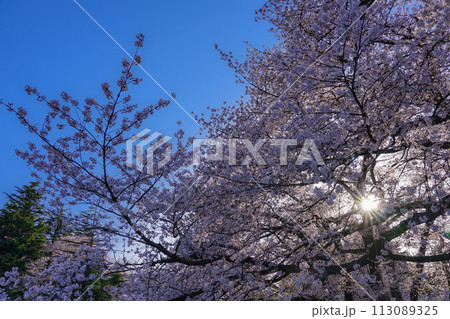 朝の青空に映える砧公園の桜(東京都世田谷区) 朝の青空に映える砧公園の桜(東京都世田谷区) 113089325