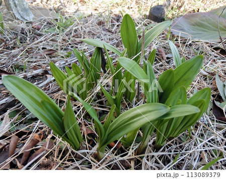 ギョウジャニンニク(秋田市・3/19) ギョウジャニンニク(秋田市・3/19) 113089379