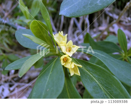 ナニワズ♂(秋田市下浜八田・3/24) ナニワズ♂(秋田市下浜八田・3/24) 113089386