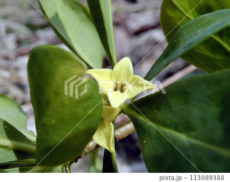 ナニワズ(男鹿市大桟橋展望台・3/28) ナニワズ(男鹿市大桟橋展望台・3/28) 113089388