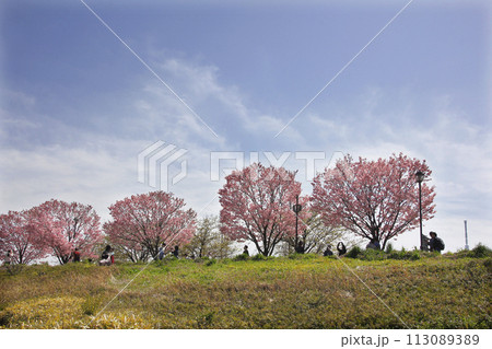 桜が満開で皆ウキウキ散歩。桜祭りのイベントで楽しく酔う 桜が満開で皆ウキウキ散歩。桜祭りのイベントで楽しく酔う 113089389