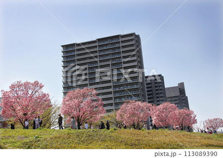 散歩しながら満開の桜を味わう。桜の下では宴会のグループが楽しげに語らっている 113089390