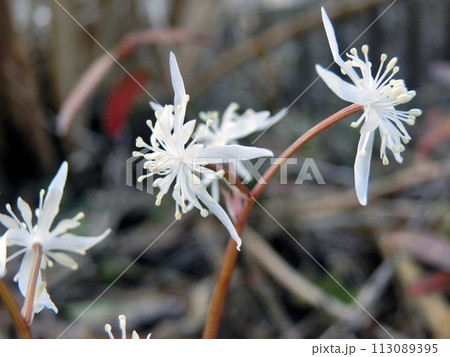 キクバオウレン♂(秋田市・3/27) キクバオウレン♂(秋田市・3/27) 113089395