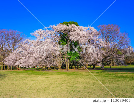 朝の青空に映える砧公園の桜（東京都世田谷区） 113089403