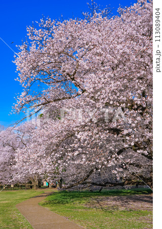 朝の青空に映える砧公園の桜(東京都世田谷区) 朝の青空に映える砧公園の桜(東京都世田谷区) 113089404