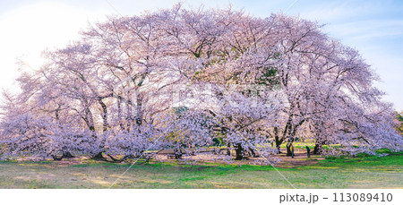 朝の青空に映える砧公園の桜(東京都世田谷区) 朝の青空に映える砧公園の桜(東京都世田谷区) 113089410