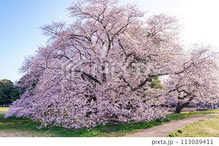 朝の青空に映える砧公園の桜（東京都世田谷区） 113089411