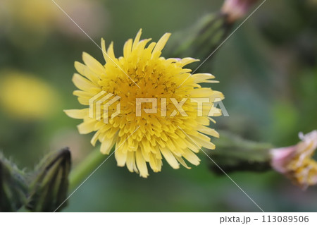 春の道端に咲くオニノゲシの黄色い花 113089506