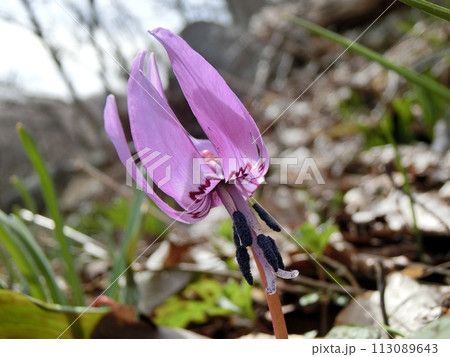 カタクリ(男鹿市門前長楽寺・3/28) カタクリ(男鹿市門前長楽寺・3/28) 113089643