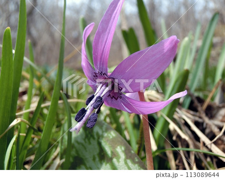 カタクリ（男鹿市門前長楽寺・3/28） 113089644