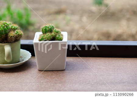 Charming Potted Bougainvillea Plant or Cactus Adorning the Backyard Garden. Home Decoration Style 113090266