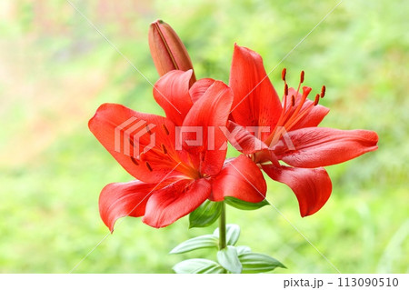 鮮やかな赤色のユリ オリエンタルハイブリッド 緑の自然背景 大輪 鮮やかな赤色のユリ オリエンタルハイブリッド 緑の自然背景 大輪 113090510