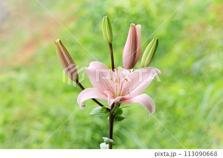淡いピンク色のユリ　大輪　オリエンタルハイブリッド　緑の自然背景 113090668
