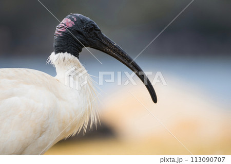 Close-up of an Australian White Ibis. Threskiornis molucca 113090707