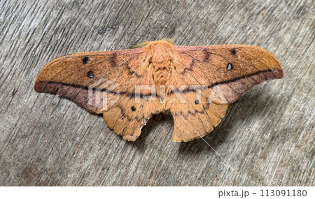 Rare furry butterfly on woodTop view of rare furry butterfly on wooden ground. Conservation and rare species concept.en ground. Conservation and rare species concept. 113091180