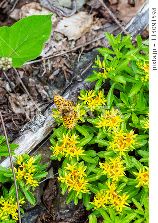 ホソバヒョウモン 113091598