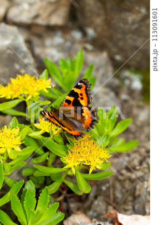 コヒオドシ 113091601