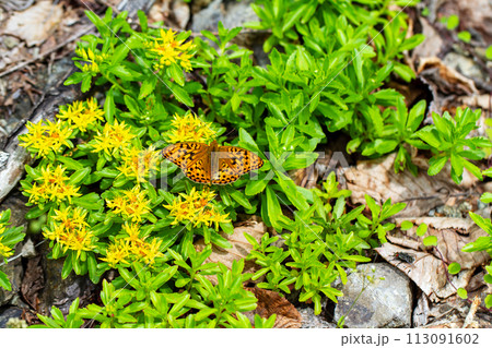 ホソバヒョウモン 113091602