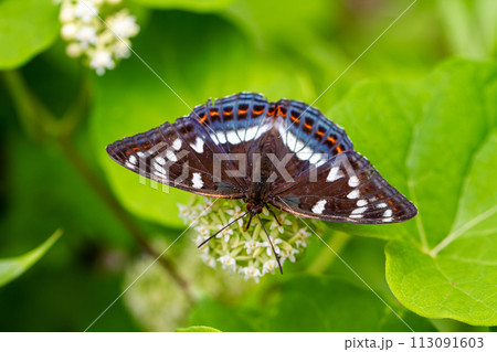 オオイチモンジ 113091603