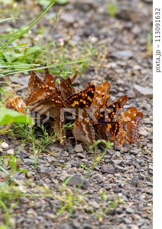 ヒグマの糞に群がるタテハ ヒグマの糞に群がるタテハ 113091632