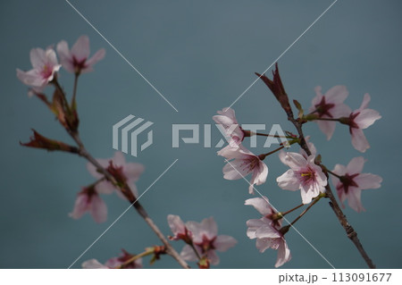 咲き始めた桜 113091677