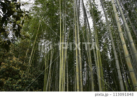 日本の春の京都　嵐山周辺の街並み　観光名所の竹林の小径　沢山の竹のクローズアップ写真 113091848