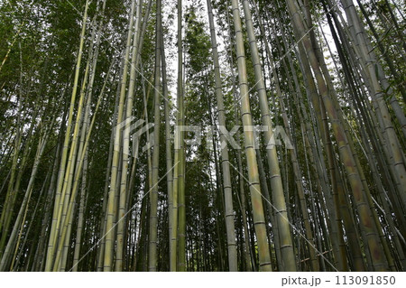 日本の春の京都 嵐山周辺の街並み 観光名所の竹林の小径 沢山の竹のクローズアップ写真 日本の春の京都 嵐山周辺の街並み 観光名所の竹林の小径 沢山の竹のクローズアップ写真 113091850