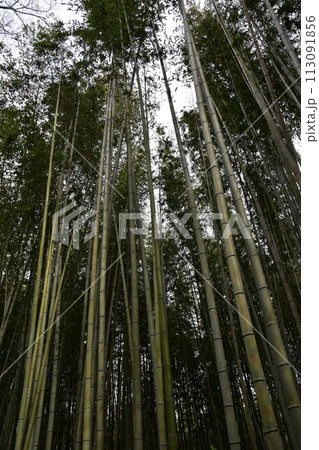日本の春の京都　嵐山周辺の街並み　観光名所の竹林の小径　沢山の竹のクローズアップ写真 113091856